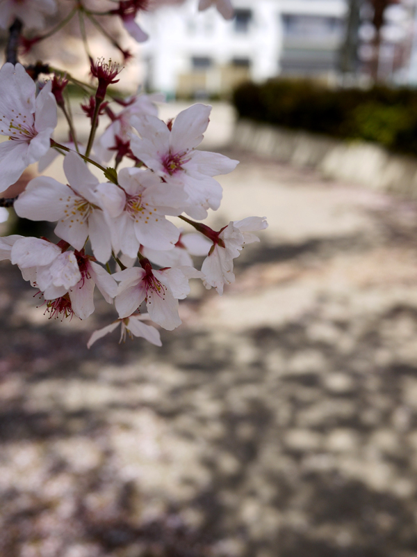 見る人のない桜花