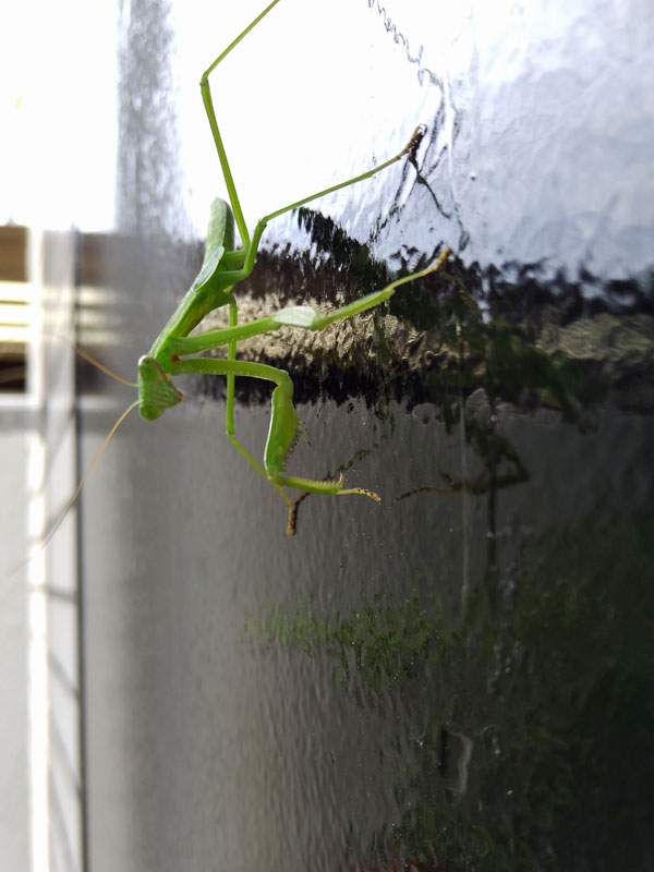 カマキリの来訪