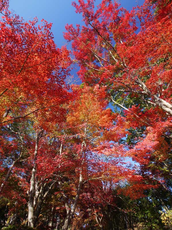 去年の紅葉