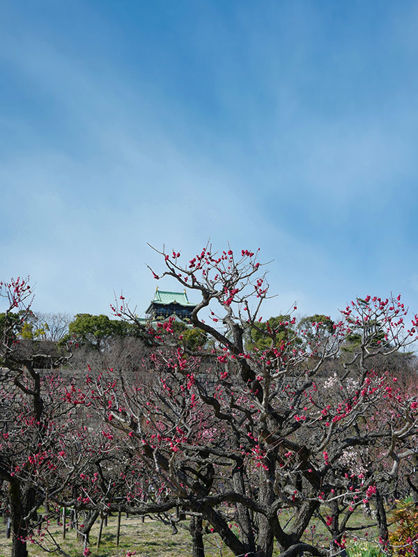 昨年の梅in大阪城