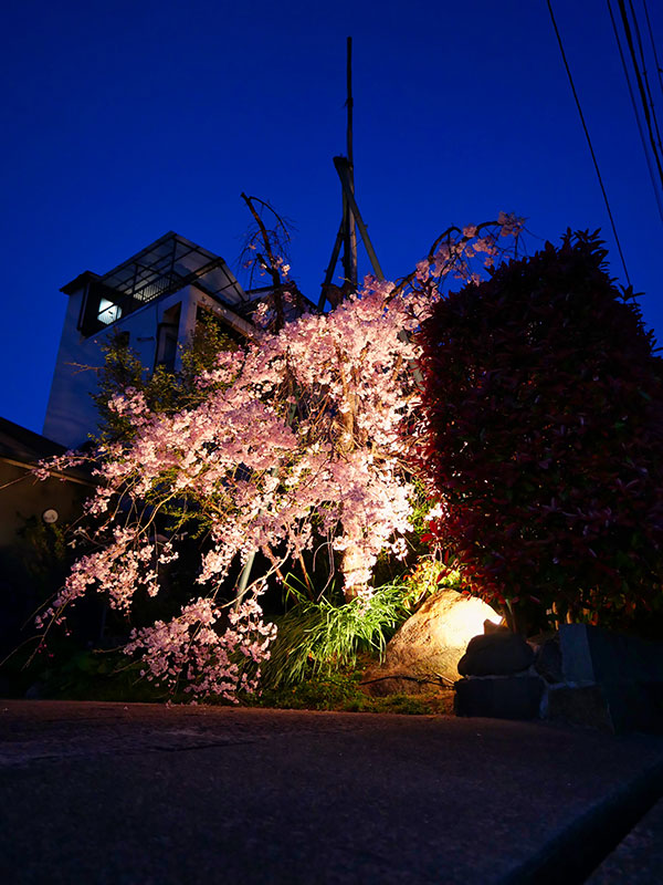 会社の近所の桜