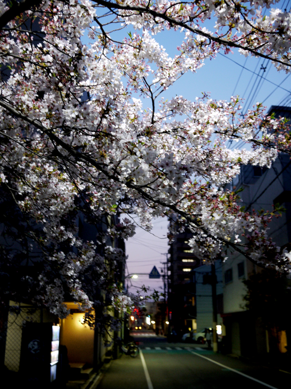 会社帰りの桜の木