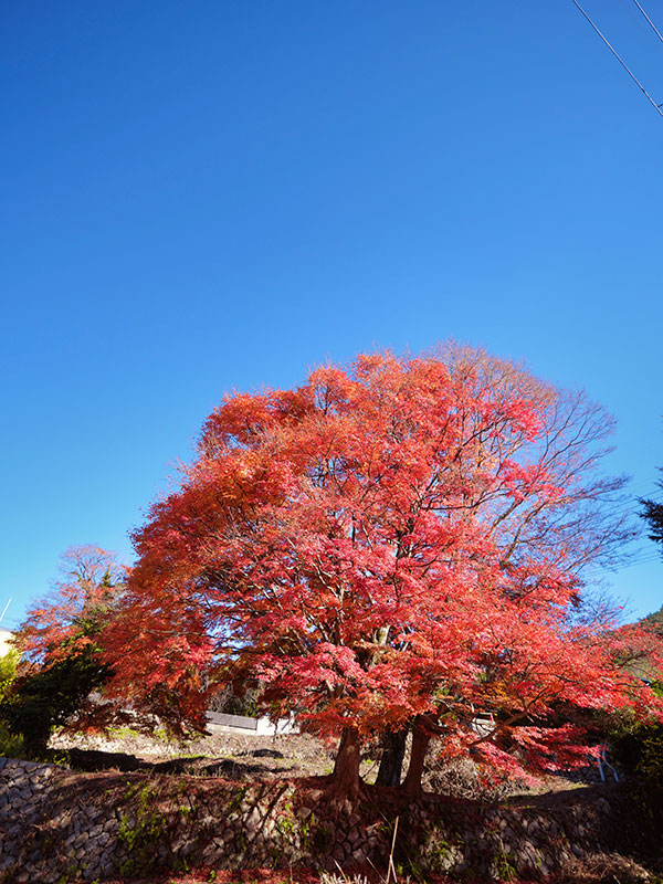 有馬で見た紅葉