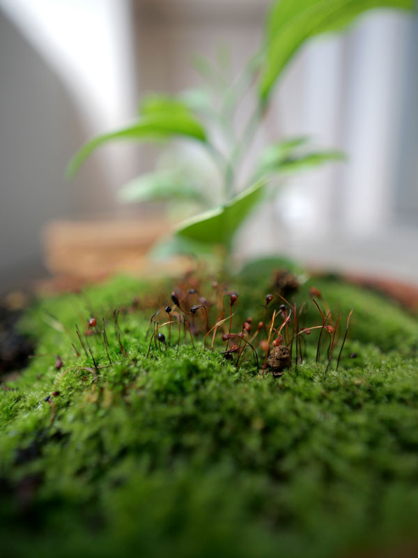 10cm程の植木鉢がジャングルのように