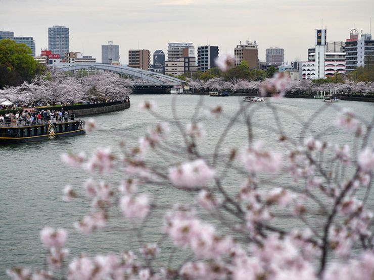 大河沿いの満開の桜