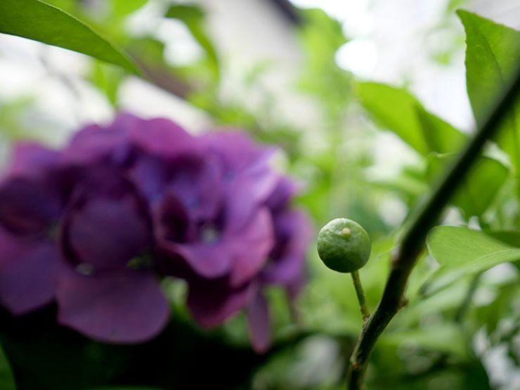 紫陽花とスダチの実