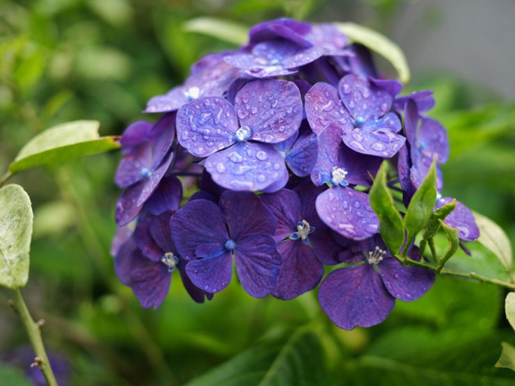 雨に濡れた会社の紫陽花
