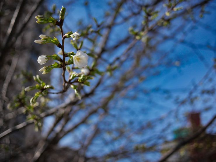 会社近くの公園の桜