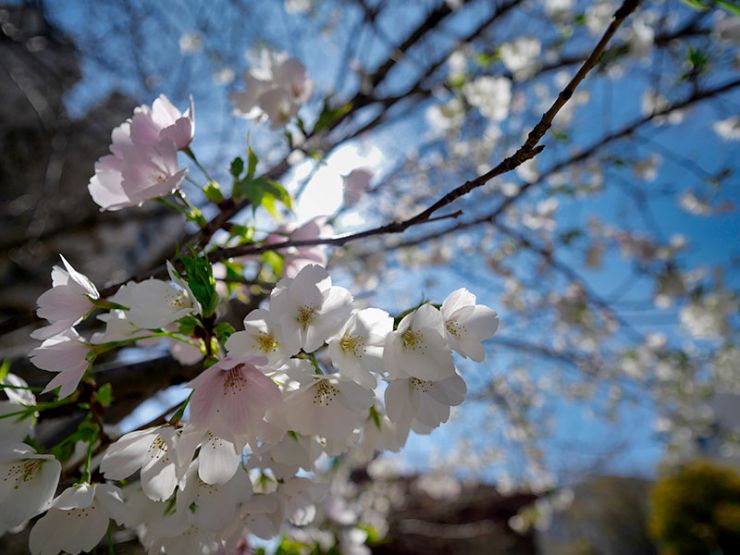 2023年の桜