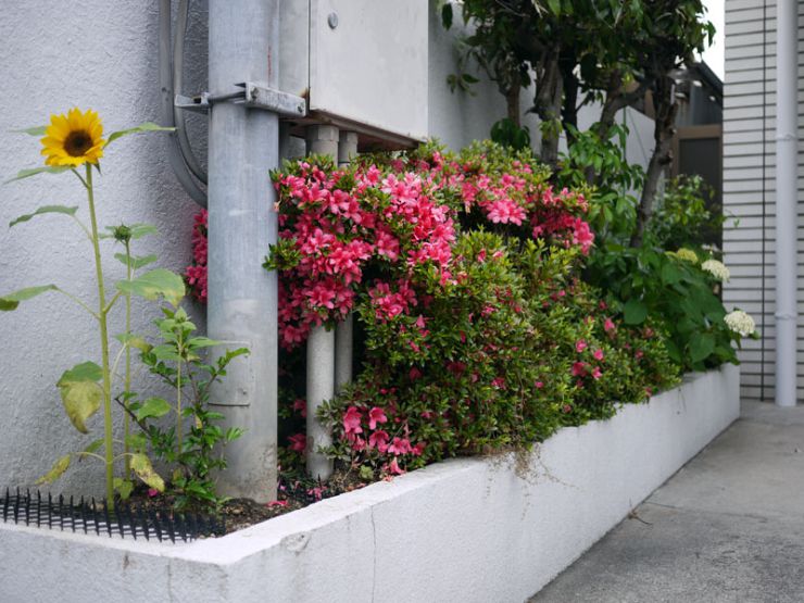 サツキと紫陽花とヒマワリと