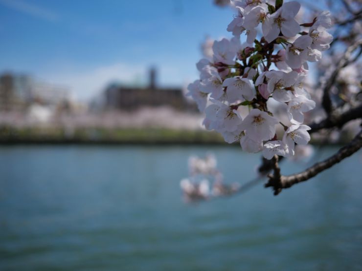 先週末の花見