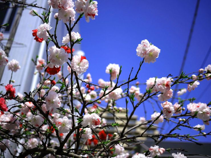 一本の桜に色とりどりの花