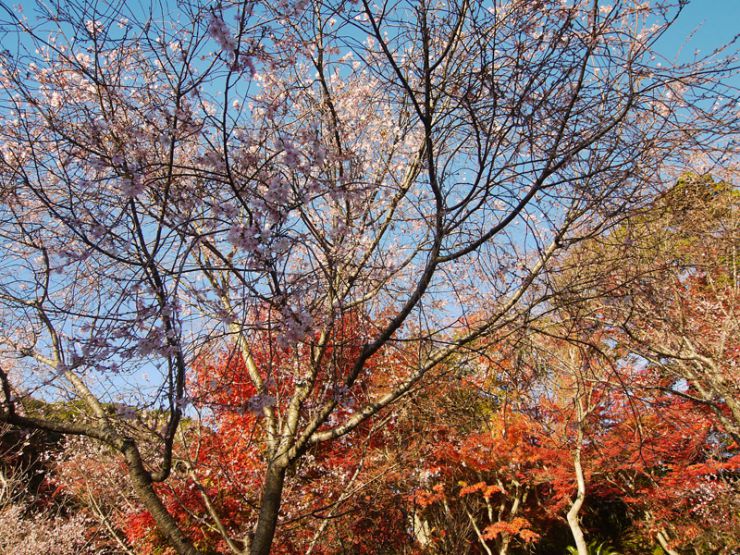 十月桜と紅葉