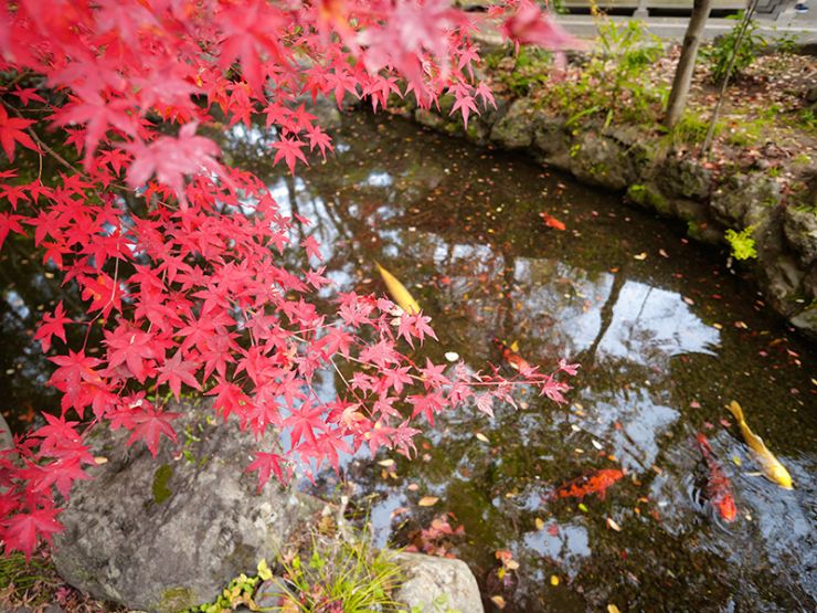 紅葉も良いのだけれど