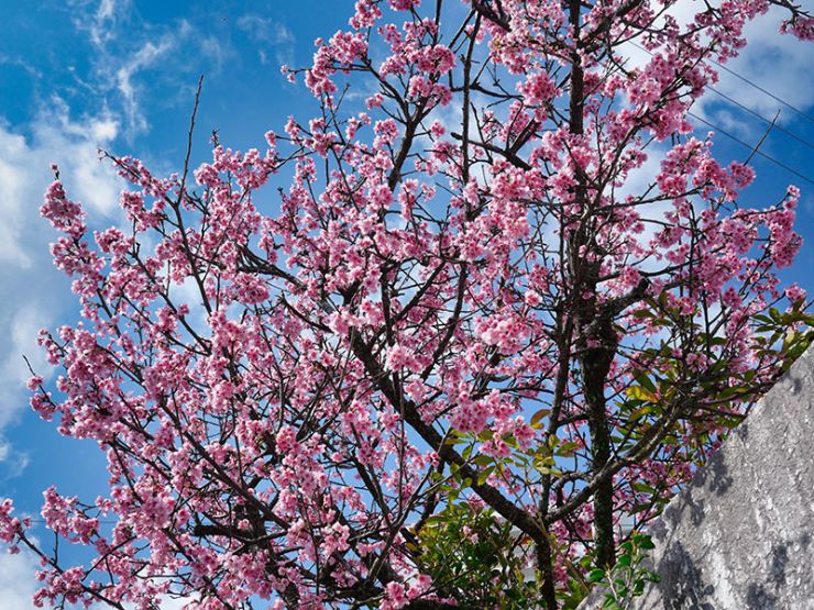 沖縄で見た桜