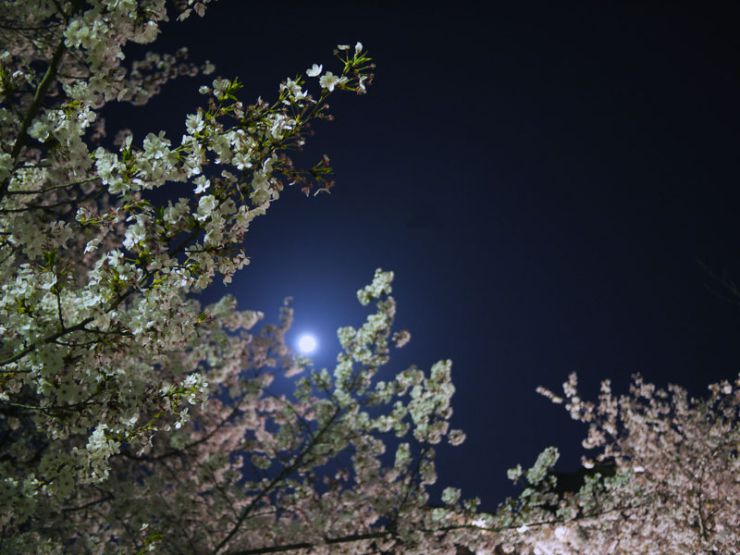 夜桜と月