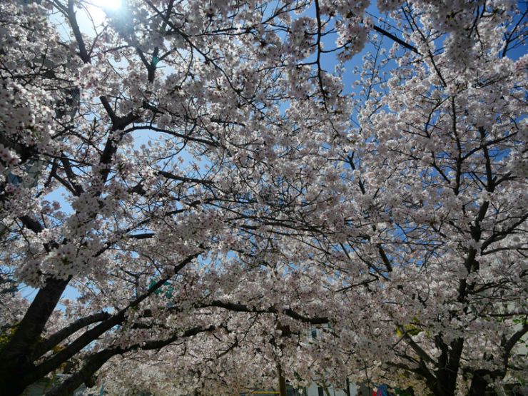 2022年の大阪の桜