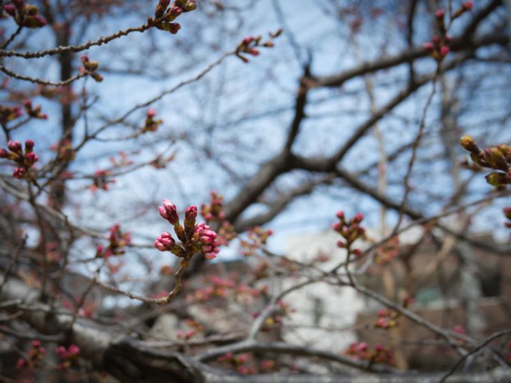 桜ももうすぐ咲きそう